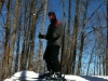 trees-al